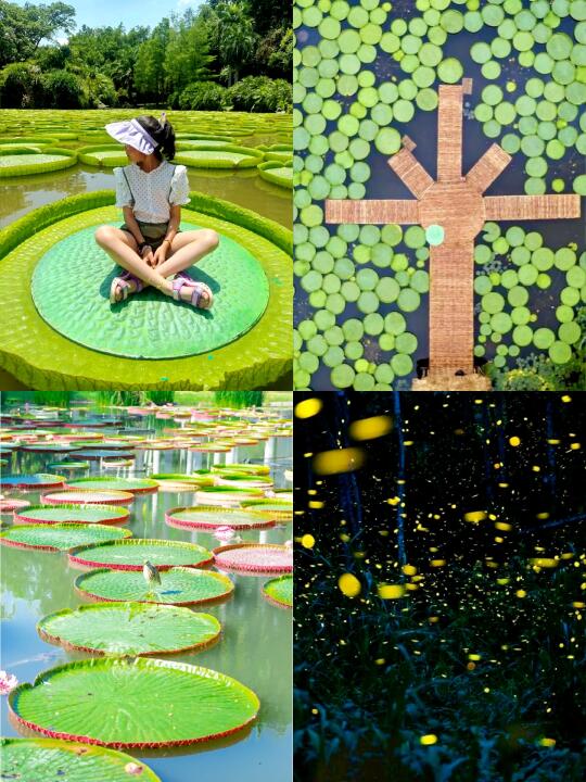 西双版纳植物园6月起王莲🉑承载50kg大朋友