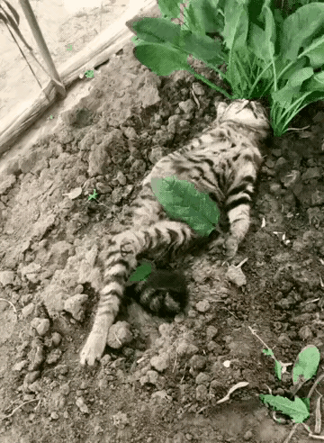 我家的狸花猫，因为打碎了一个杯子，被我臭骂一顿，它竟然赌气离家出走了。我找了整整
