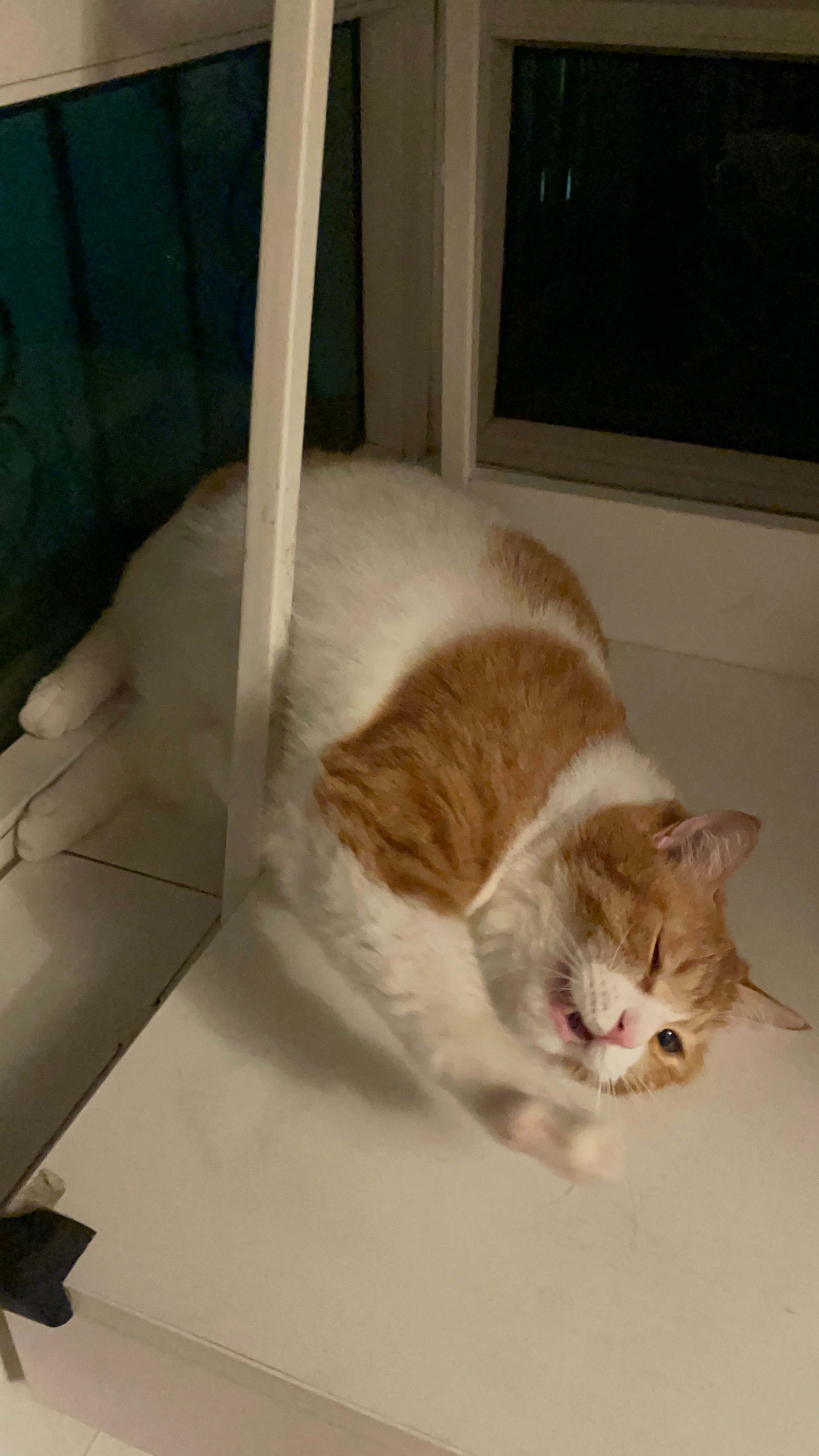 不行了，小猪睡这里怎么睡着睡着抱住了杆杆(这个桌子清出来之后芒果就一直屁股放窗台