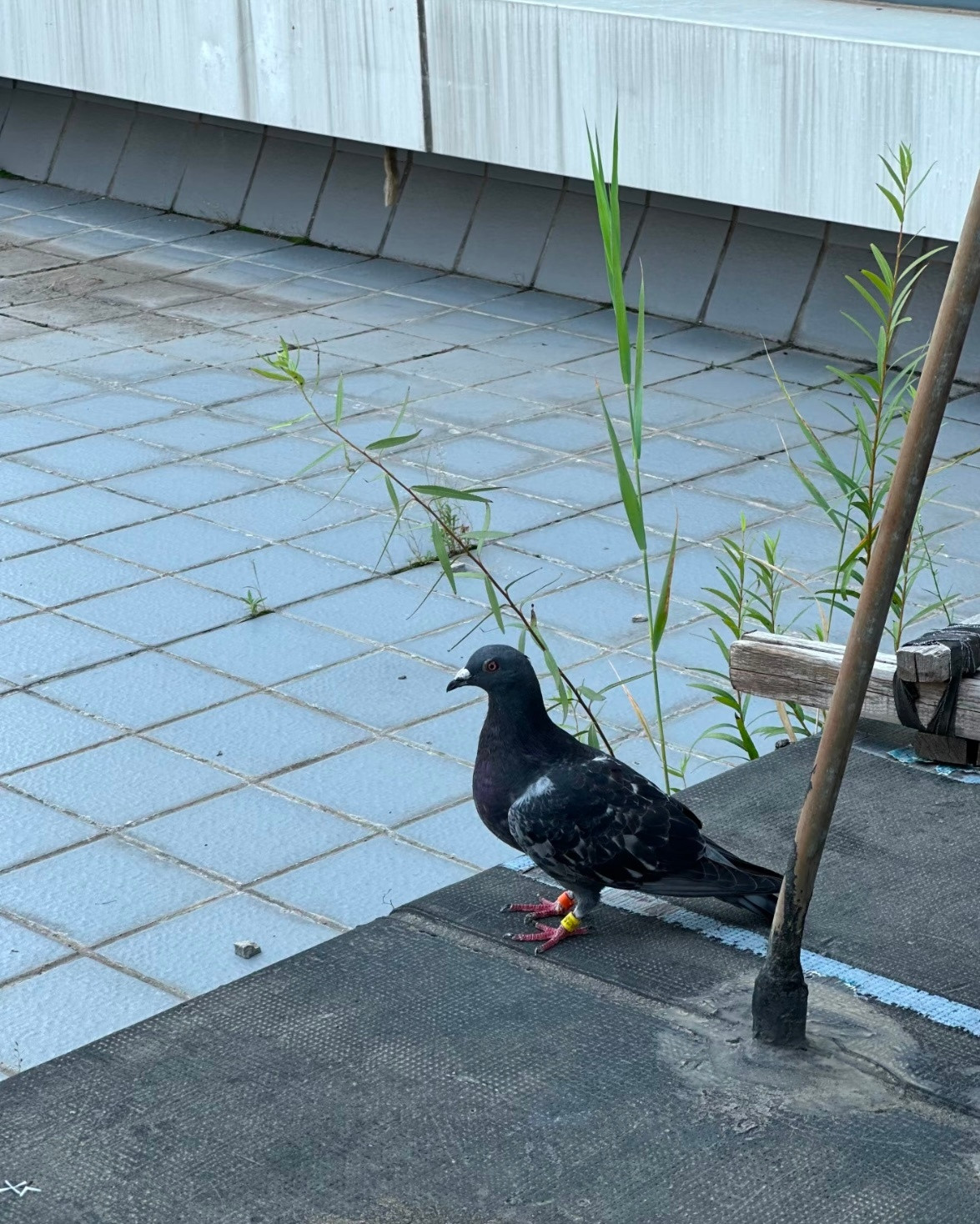 我这几天在网上冲浪看到好多迷路的小鸽子帮他们发发寻鸽启事最搞笑的是说京鸽三分钟