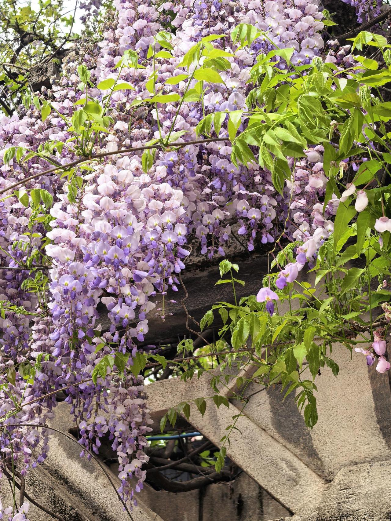 赴一场紫色的约纺织城公园的紫藤，开了。我是循着香气找过去的。还没走到近前