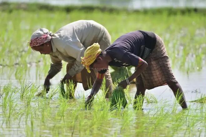 印度终于买到尿素了！全球都在盯着一个问题：到底哪个国家敢接下这单生意？单价已经逼