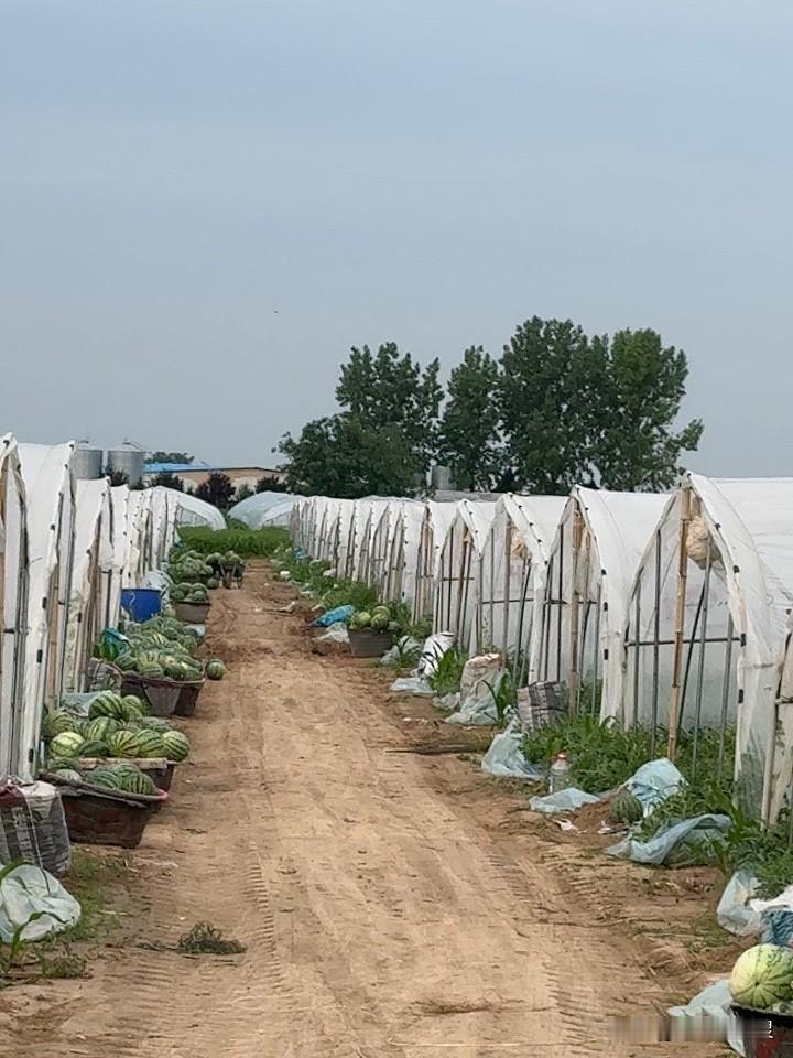 西瓜开园了，每个大棚外面堆了一大堆。这里的西瓜又圆又甜又沙，每年都是5月份开园