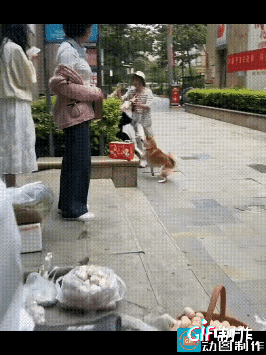 “吃谁向着谁，这狗有事儿是真上啊！”两位女士不知道为什么当街互殴，白衣女子把黑裤