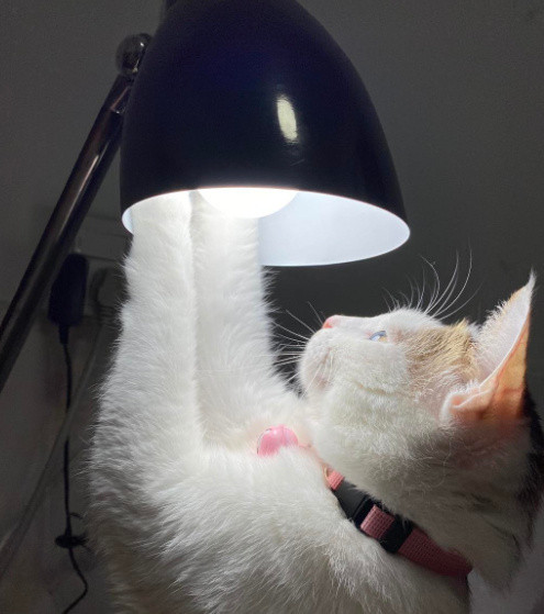 没有困难的工作，只有勇敢的猫猫