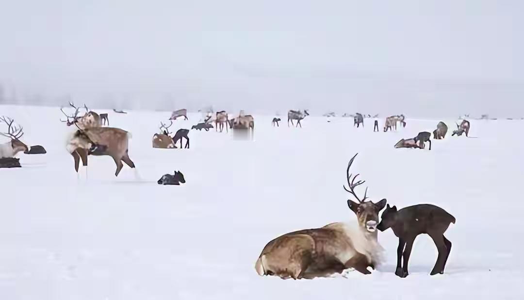 西伯利亚并非荒地，而是冻土之下的重要命脉，更是中俄双方无法回避的现实。它占