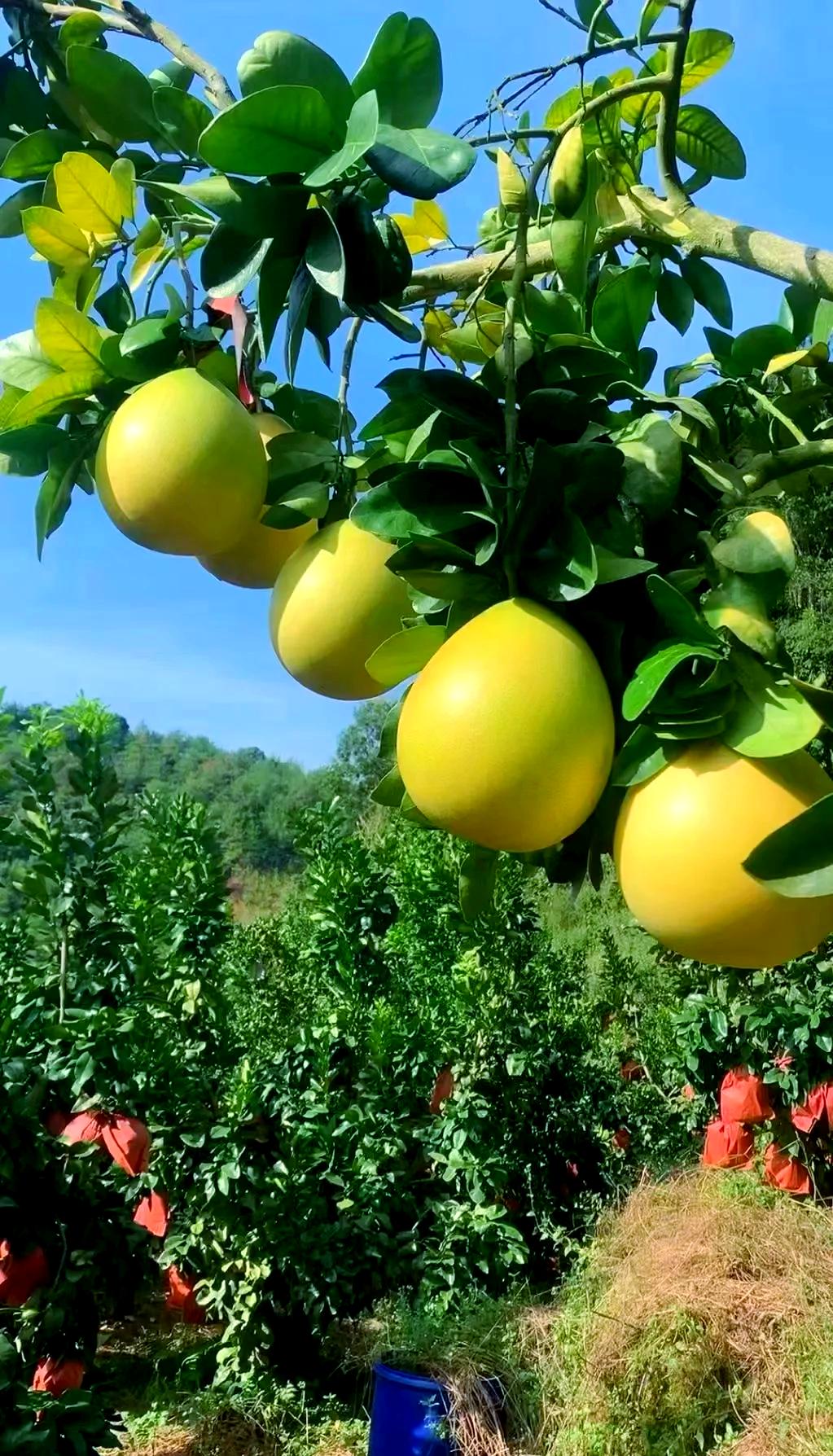 广东大埔秋日顶流✨蜜柚丰收季攻略🍋秋天的广东大埔，是被柚子香包裹的温柔小城！