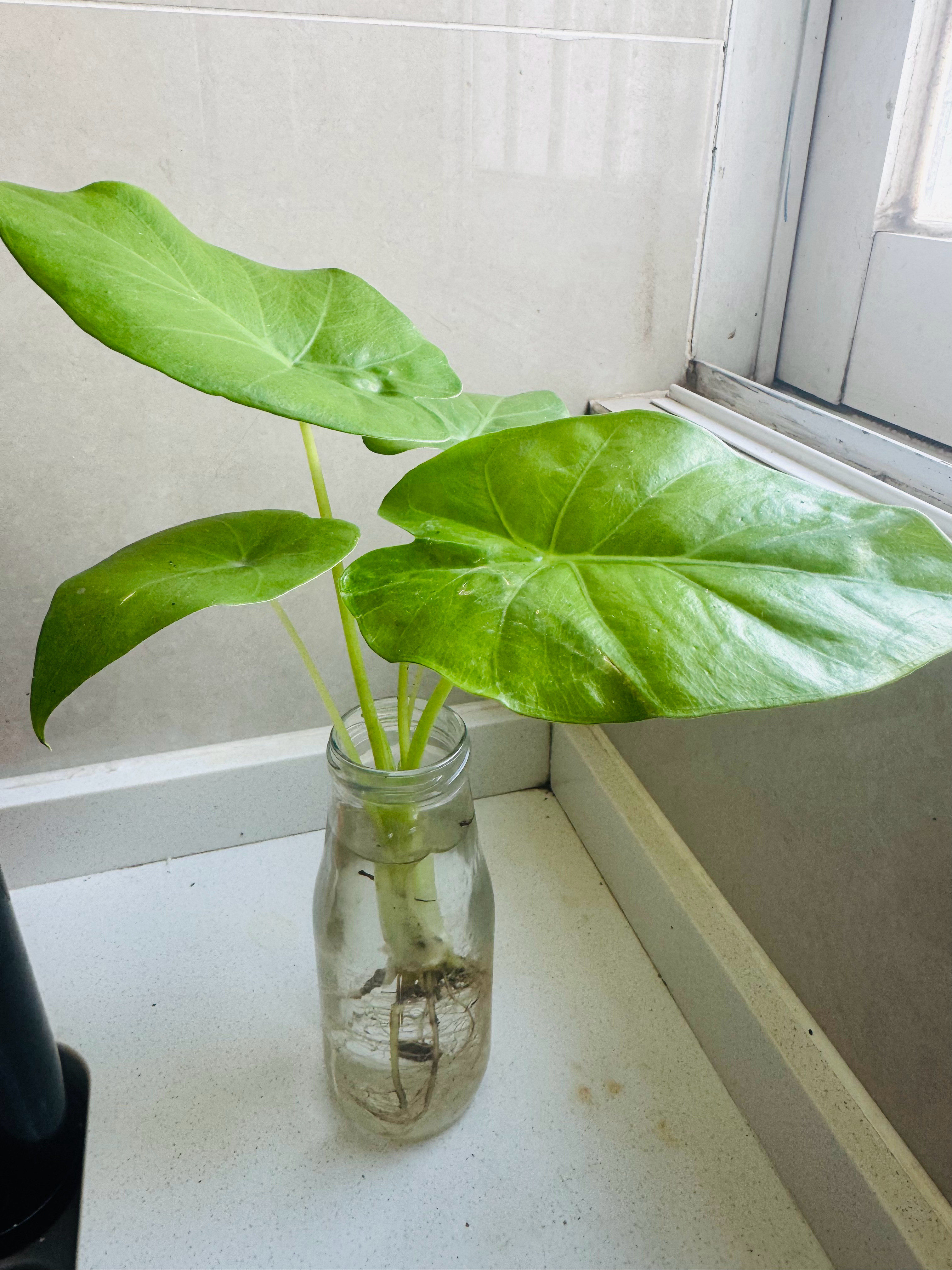 路边大榕树下，经常会长这种长了马蹄型叶子的植物（我也不知道叫啥），我连根拔起往家
