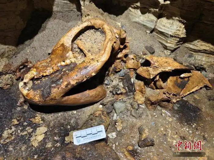 贵州万米地底的漆黑岩壁上，歪歪扭扭刻满了大熊猫生前死命抓挠的绝望爪痕，科考队越往