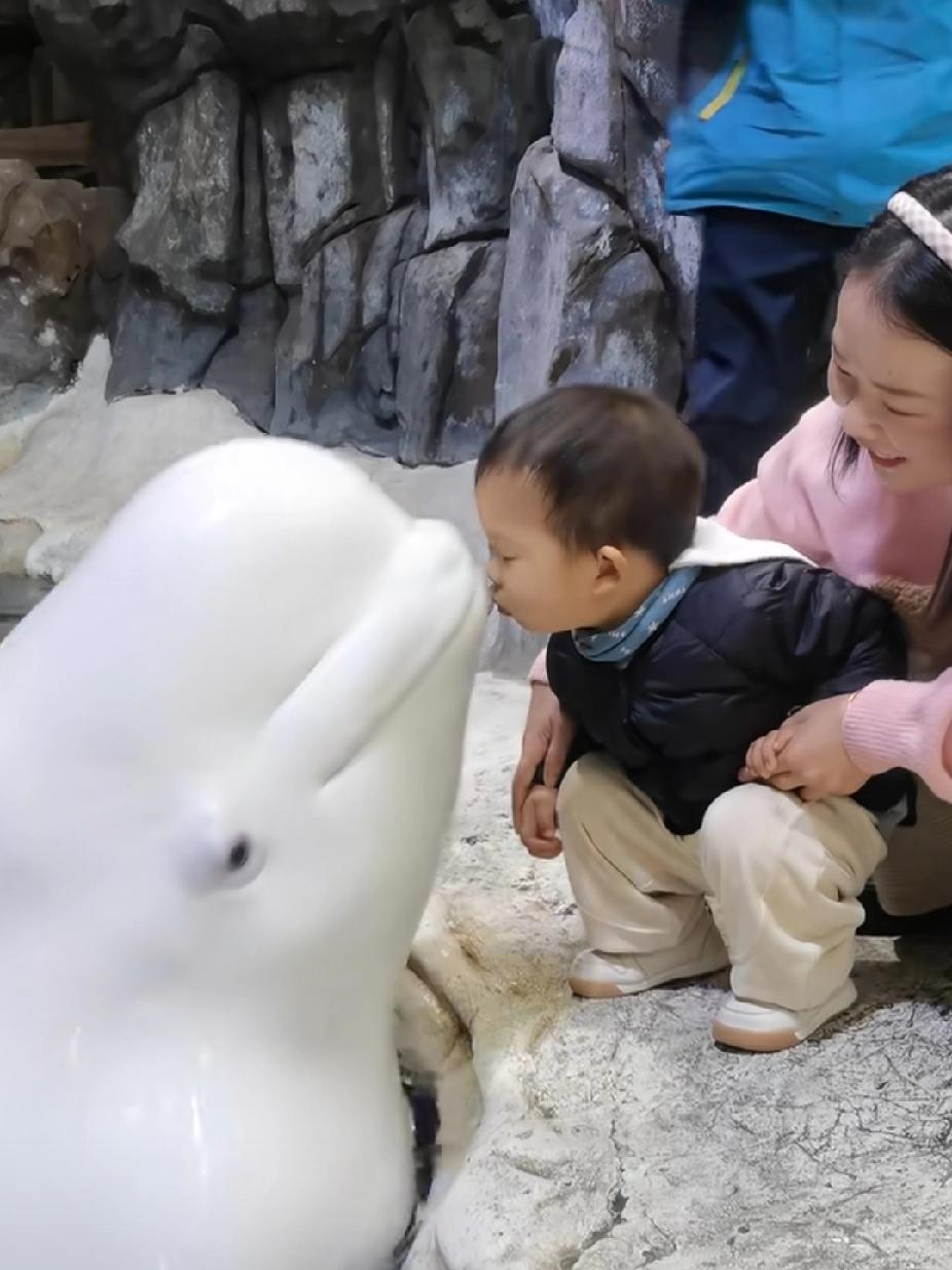 话说小白鲸，怎么这么喜欢人类幼崽？