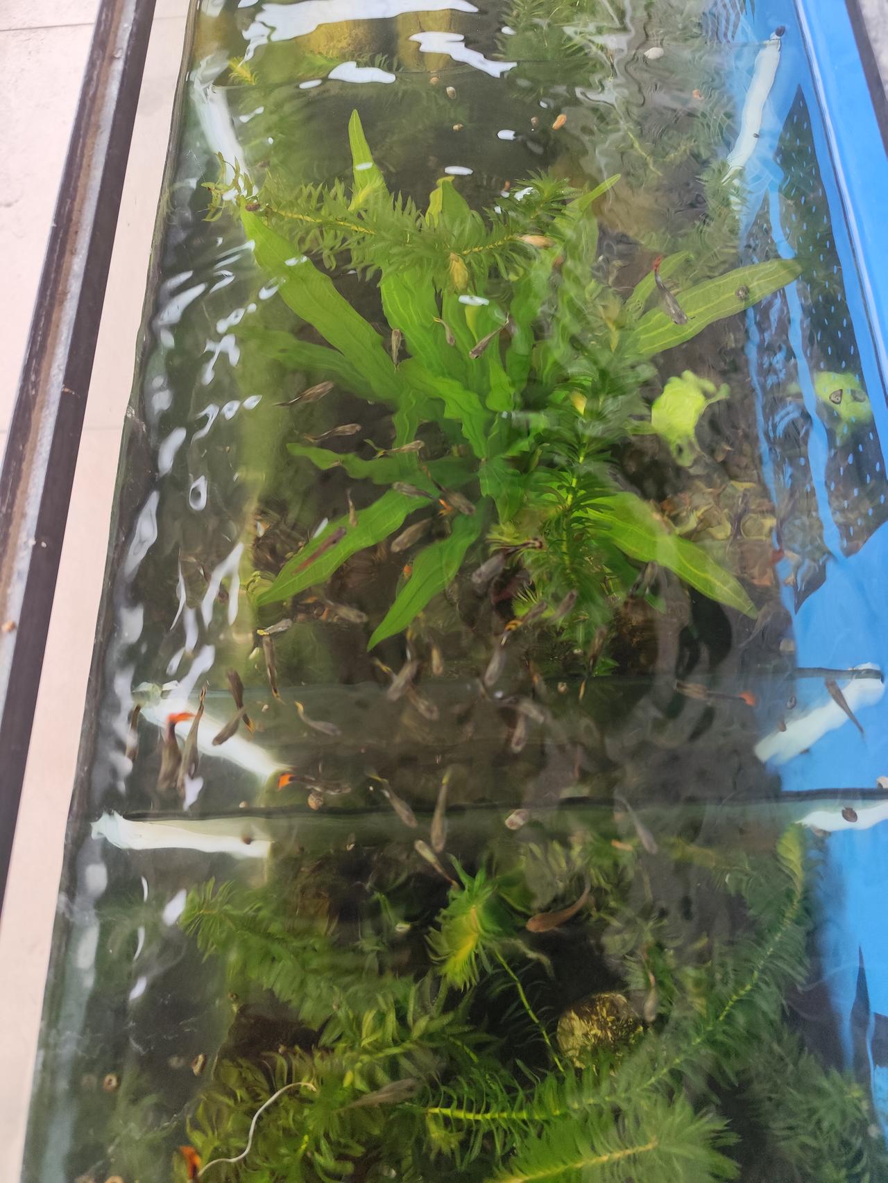 自己在鱼缸中饲养的孔雀鱼，正常情况下能够存活2-3年。然而，许多鱼友所养的孔