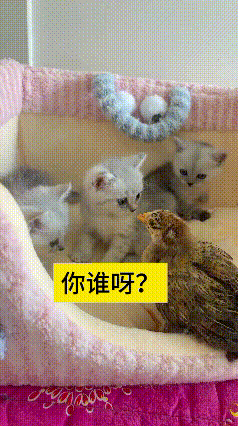 这个视频我反反复复看了好几遍，实在太有意思了。一窝软乎乎的小猫咪，模样特别可爱，
