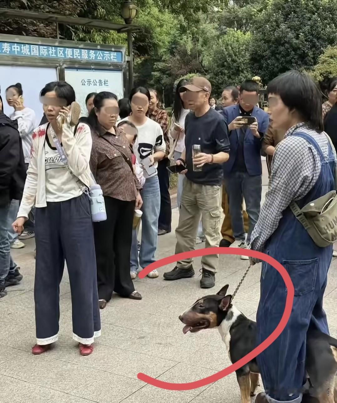 仁寿狗咬事件大家忽略了一个细节，事发后这只烈犬仍然没有戴“嘴套”！看到这个狗