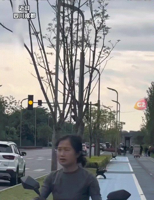 笑不活了，四川成都一女子，带着自家两只鹦鹉户外放飞，玩尽兴后怎么呼唤都不肯回家。