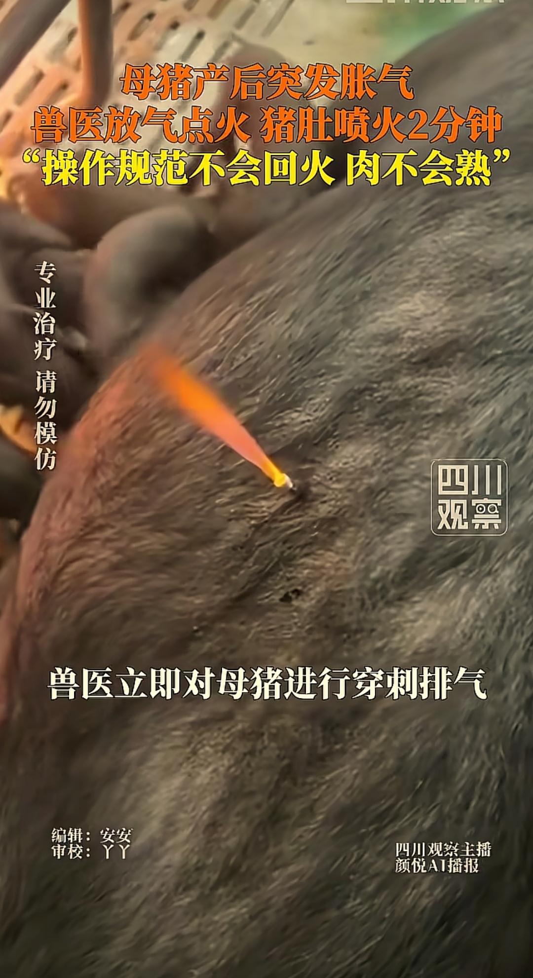 贵州安顺，一个养猪的大哥拍了一段视频，把他自己都拍乐了。他家里那头刚下崽的老母猪