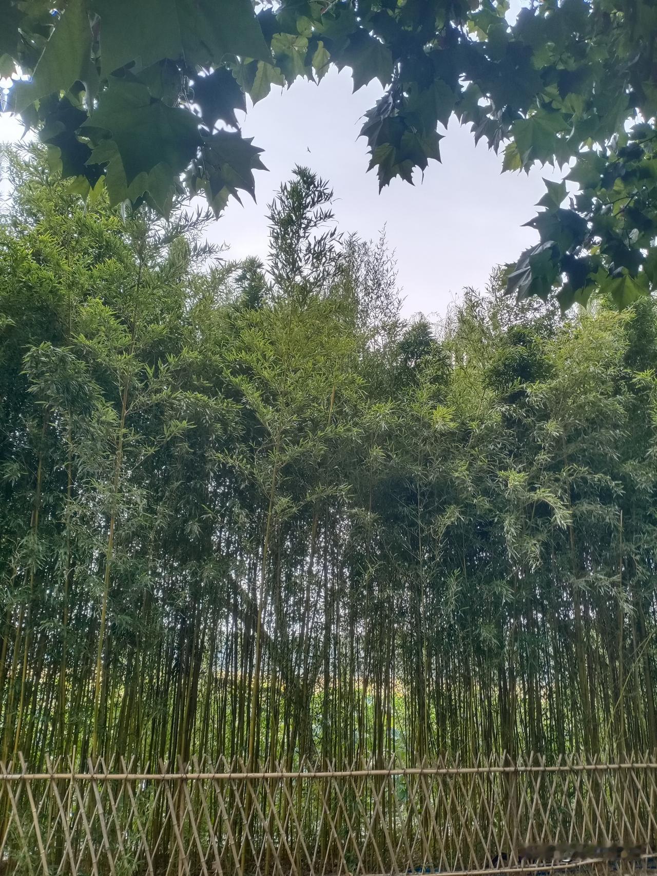 能帮血管抗炎的4类食物慢性炎症往往没有明显症状，却像一座积蓄能量的火山，累积