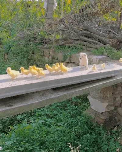 都是小伙伴，好朋友！