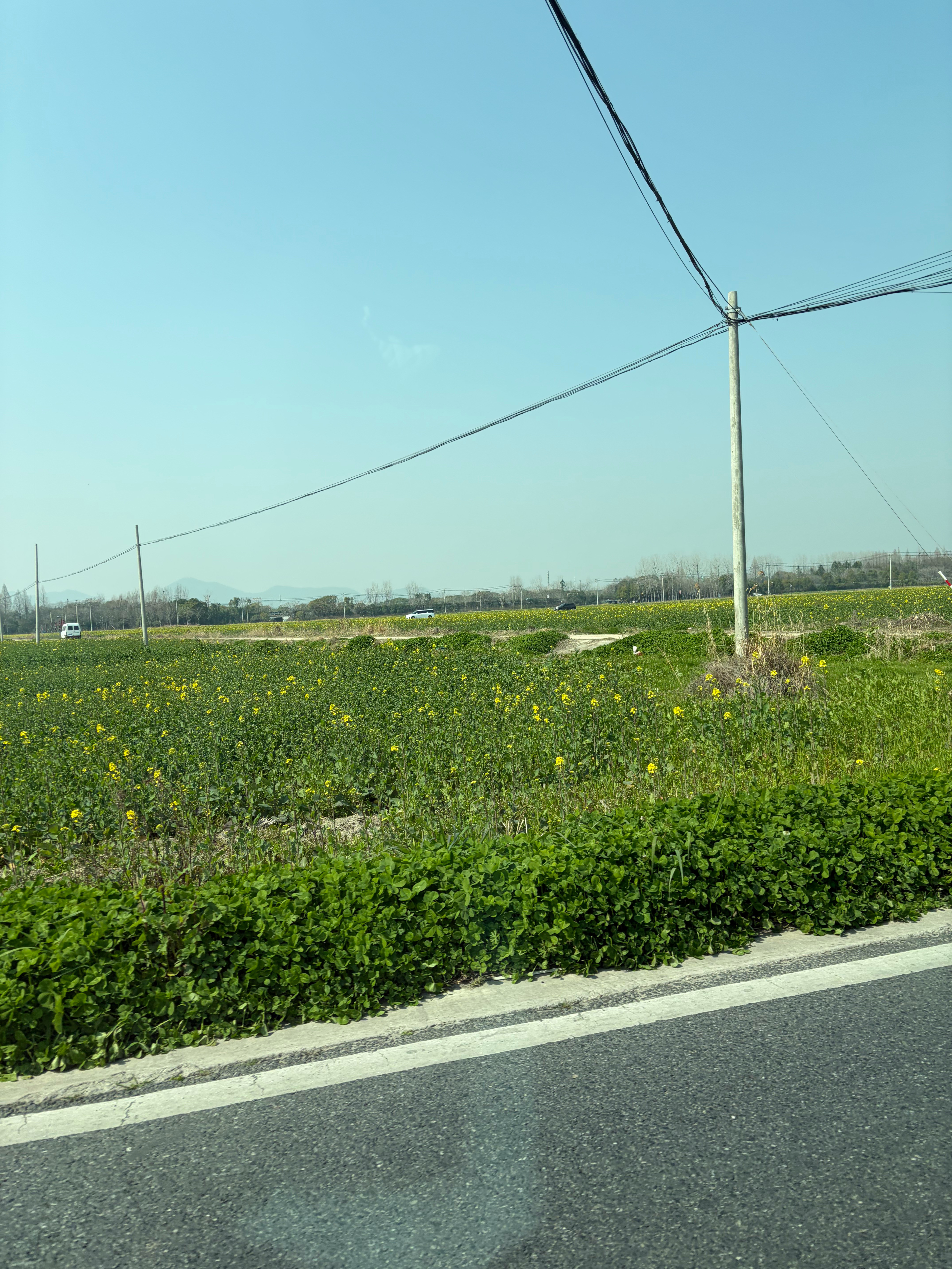 误入杭州城中村路过一片油菜花田被司机一顿吐槽说种得不好