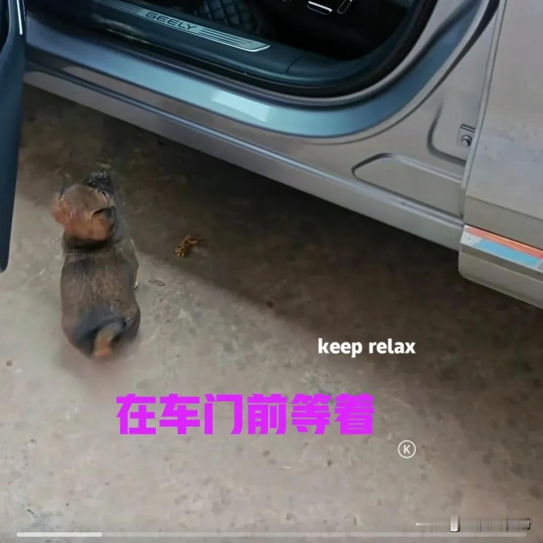 钓鱼回家的路上，在路边的草丛里发现一只小狗。小狗看起来应该刚满月，毛色浅灰带黑嘴