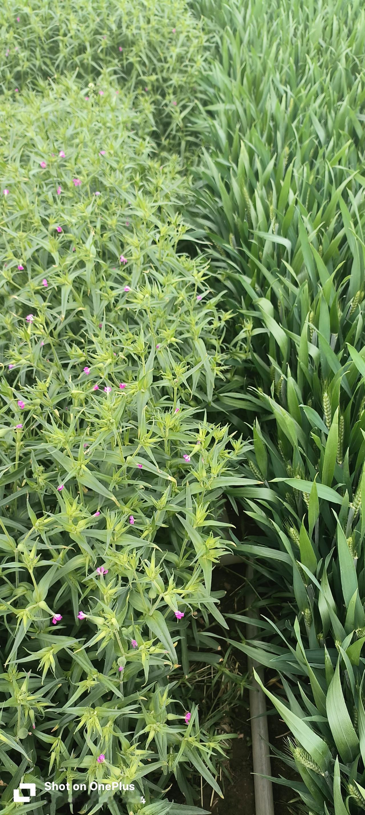 你们觉得种植面条菜能发财吗?面条菜（也叫米瓦罐、麦瓶草）是药食同源的特色野菜，整