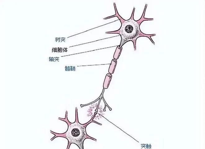 人类的大脑相当于多少g的内存？二零一四年，科学家针对小白鼠进行了神经元的实验。而