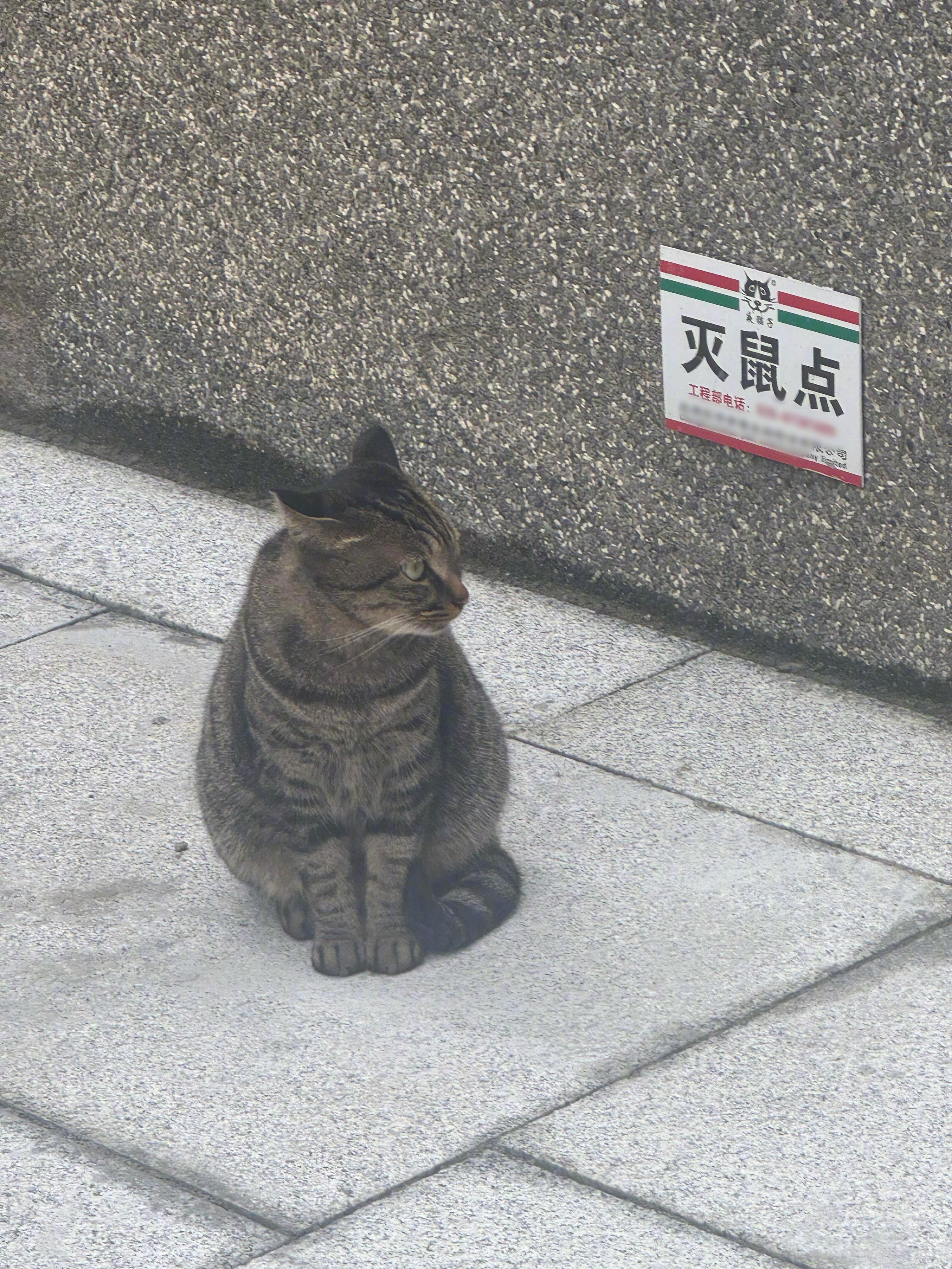 真正的灭鼠点出现了​​​