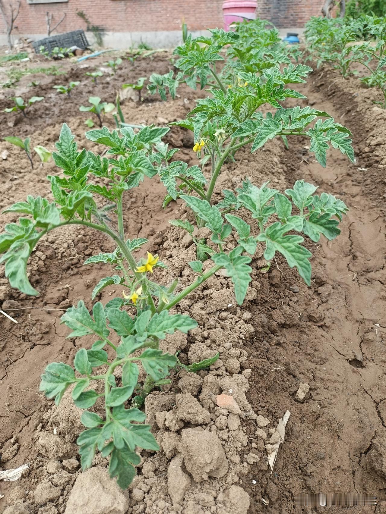 今天上午继续到菜园子里边干活儿，老妈一大早就去菜园子浇菜了。我起来的比较晚，