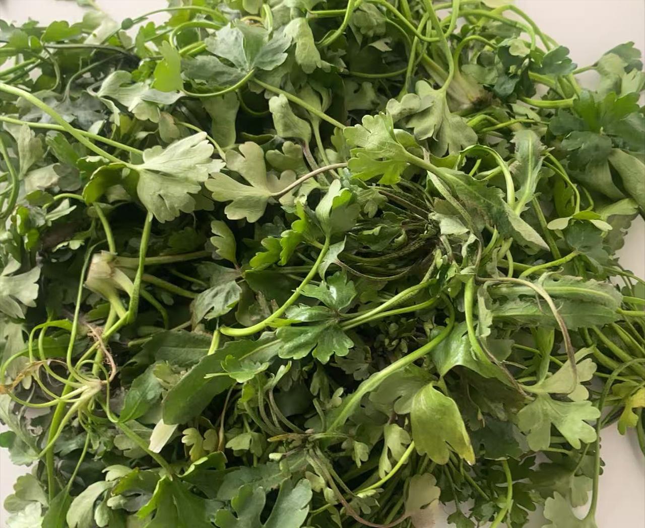 在郊外的一片湿润洼地旁，我发现了丛生的野芹菜，它们青翠欲滴的叶片上还挂着晶莹的晨