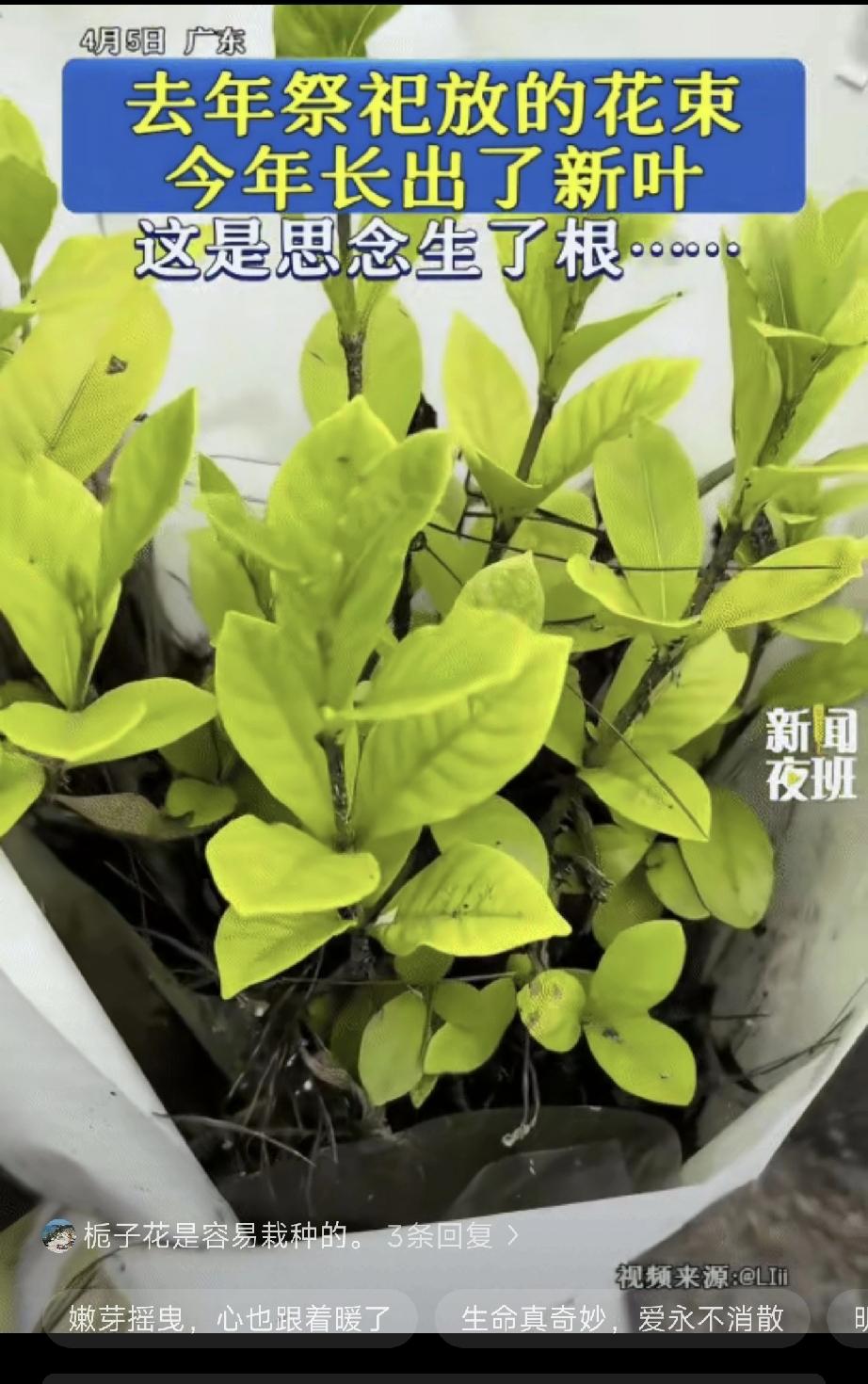 广东，女子清明节去扫墓。突然，她发现去年放的一束花，今年长出了枝芽。网友:枯木