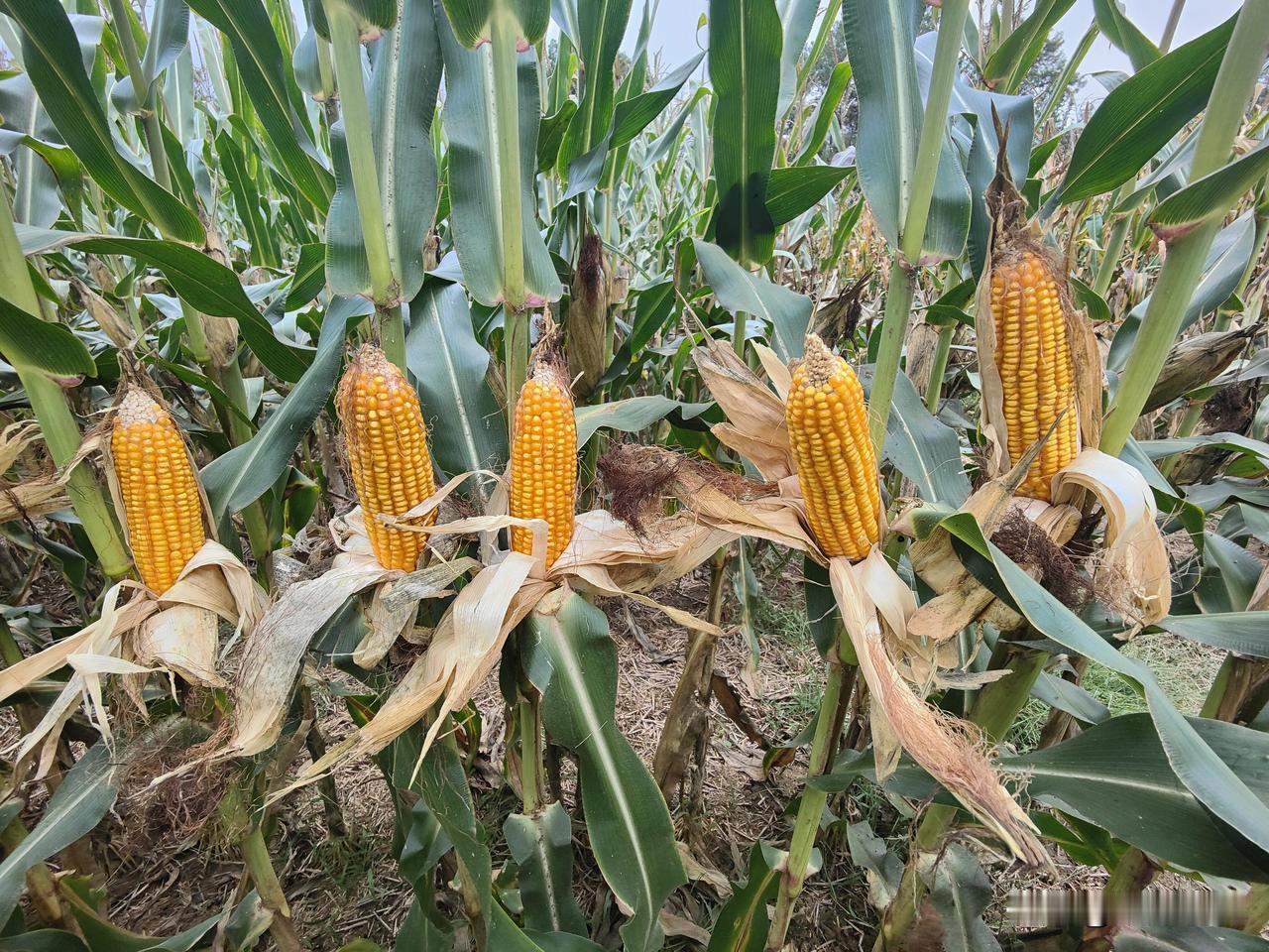 第一，玉米制种面积大幅减少，今年玉米制种面积只有358.5万亩，比去年减少27万