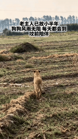 邻居大妈已经去世小半年了，最思念她的，不是她闺女，也不是她儿子，而是它！它是