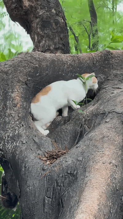 你瞅瞅这小猫咪，简直是个天生的“生活家”！自己在大树杈里找了个树洞，蜷在里头舒舒