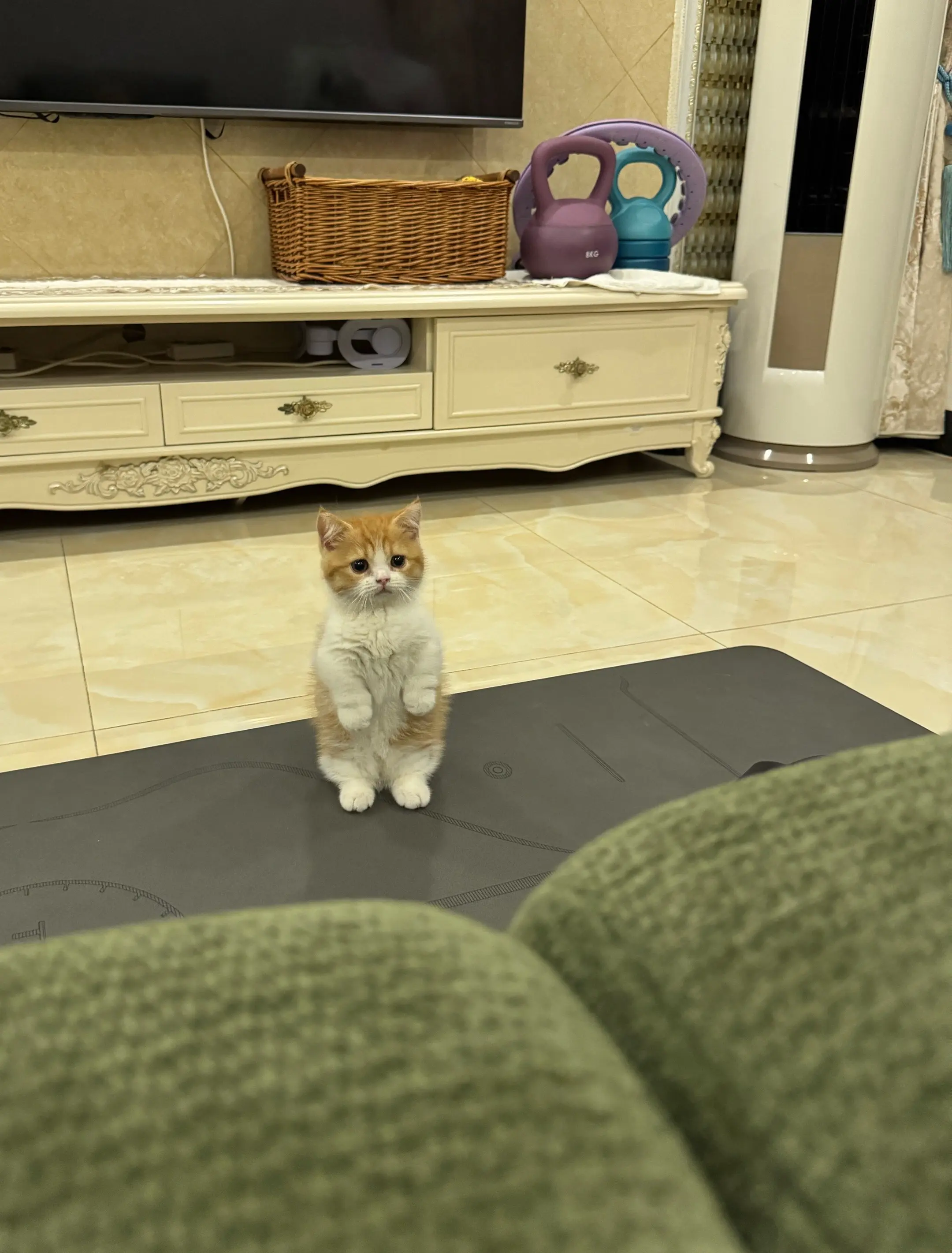 抓沙发被罚站！ 小猫快哭惹……