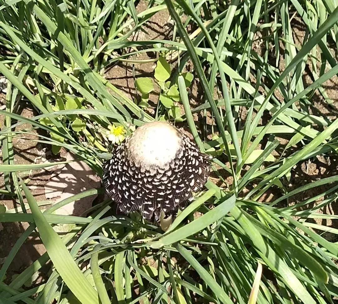 大家能认出这个是什么蘑菇不？能吃吗？野外钓鱼田地里发现的，我40多岁按说见