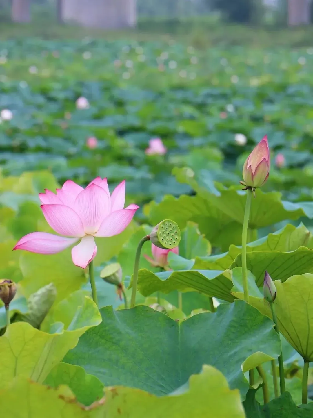 西安周边6大🌸赏荷地盘点📍全部免费！