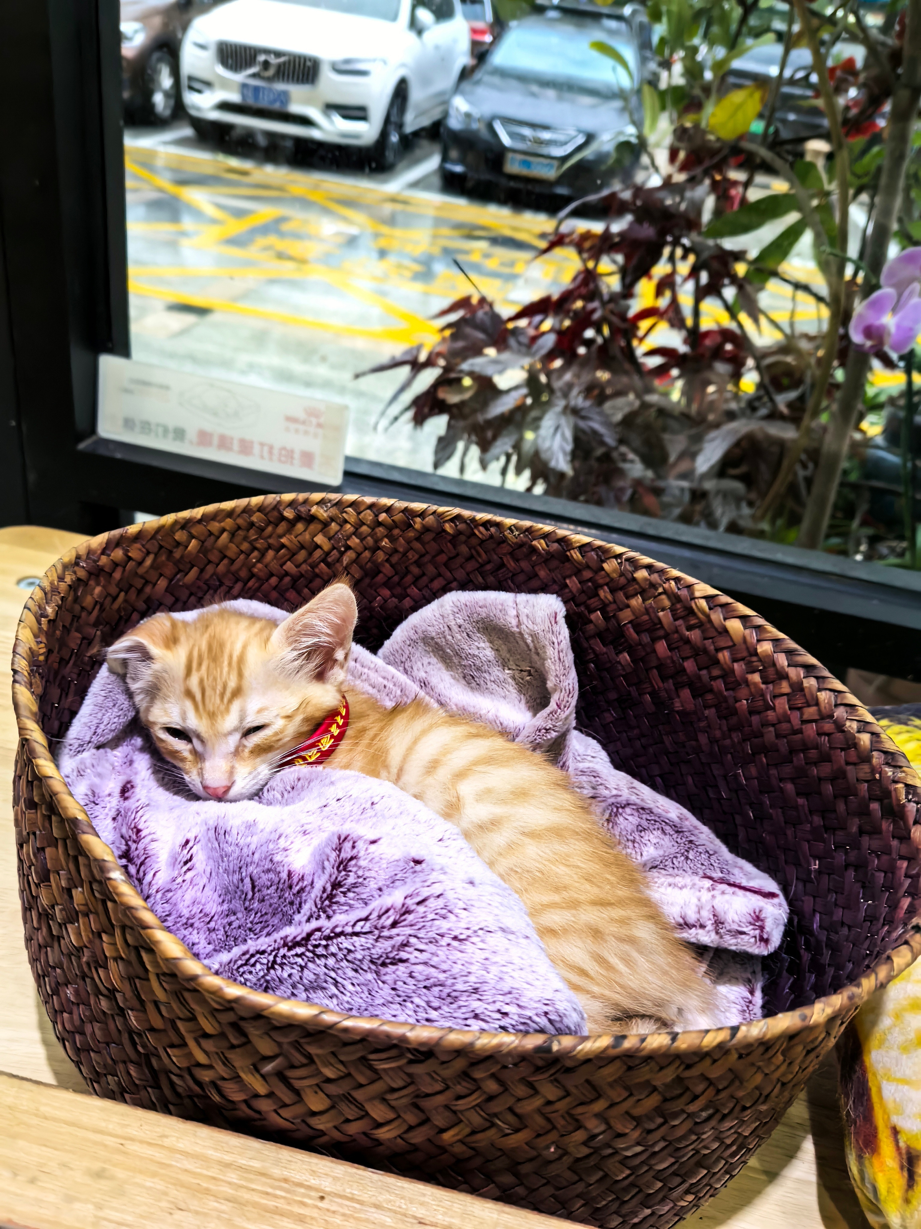 雨越越大，宝宝越睡越香，不用流浪真好。。。。。流浪猫猫咪深圳