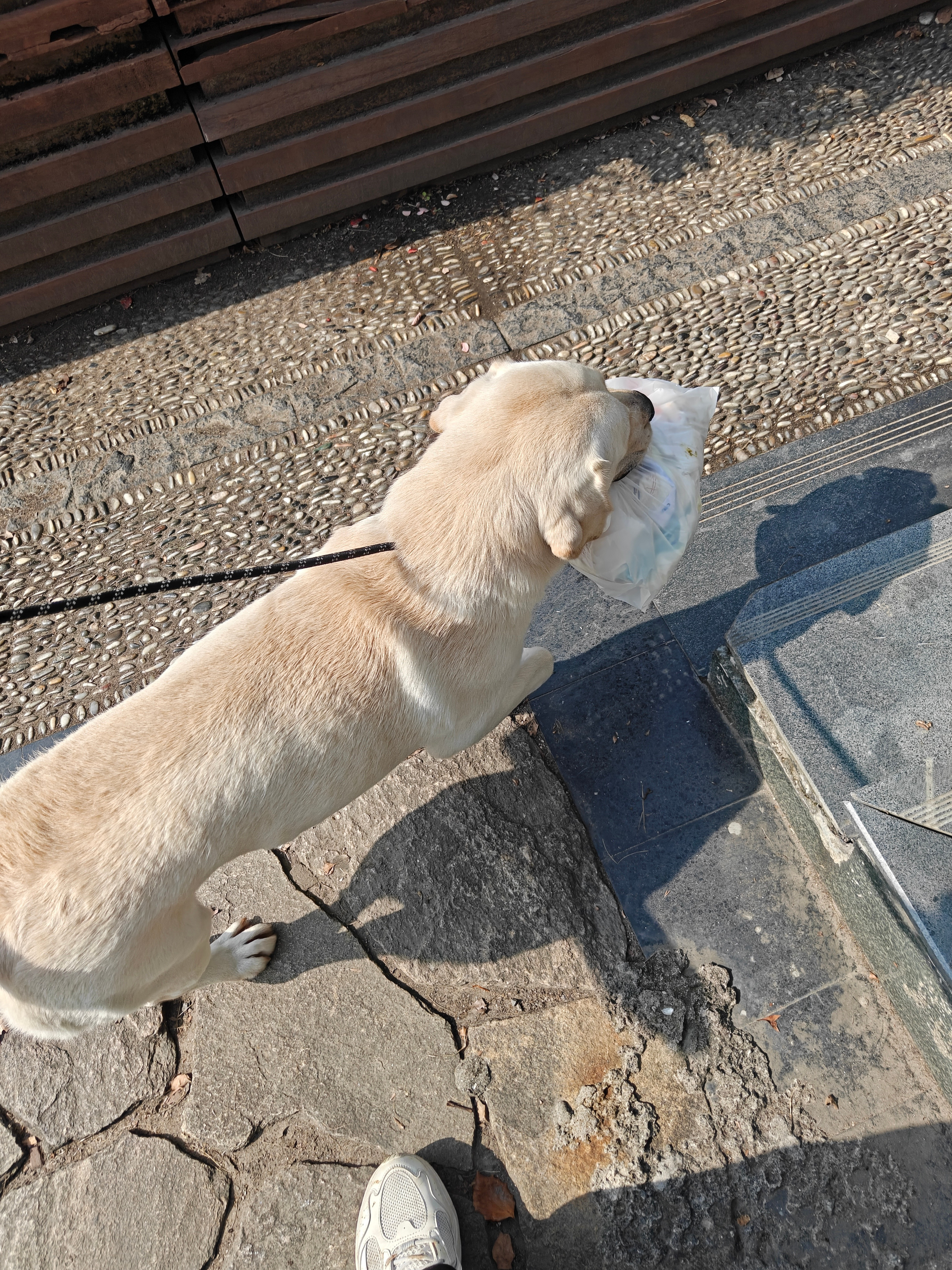 昨天一天我大儿子换下来的尿不湿，今天早上我狗儿子给他拿着去扔掉了[doge][doge]