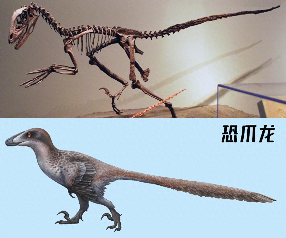 恐龙竟然没有灭绝？中科院院士徐星：“通过大量化石研究，我们可以斩钉截铁的说，恐龙