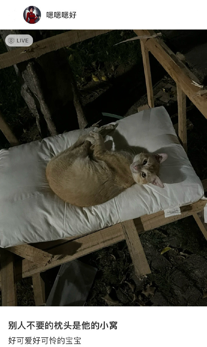 人类丢掉的枕头是它的小窝​​​