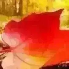 身居玉堂念春耕，一阕短词见本心——读苏轼《如梦令·有寄》有感翻开两宋词卷，