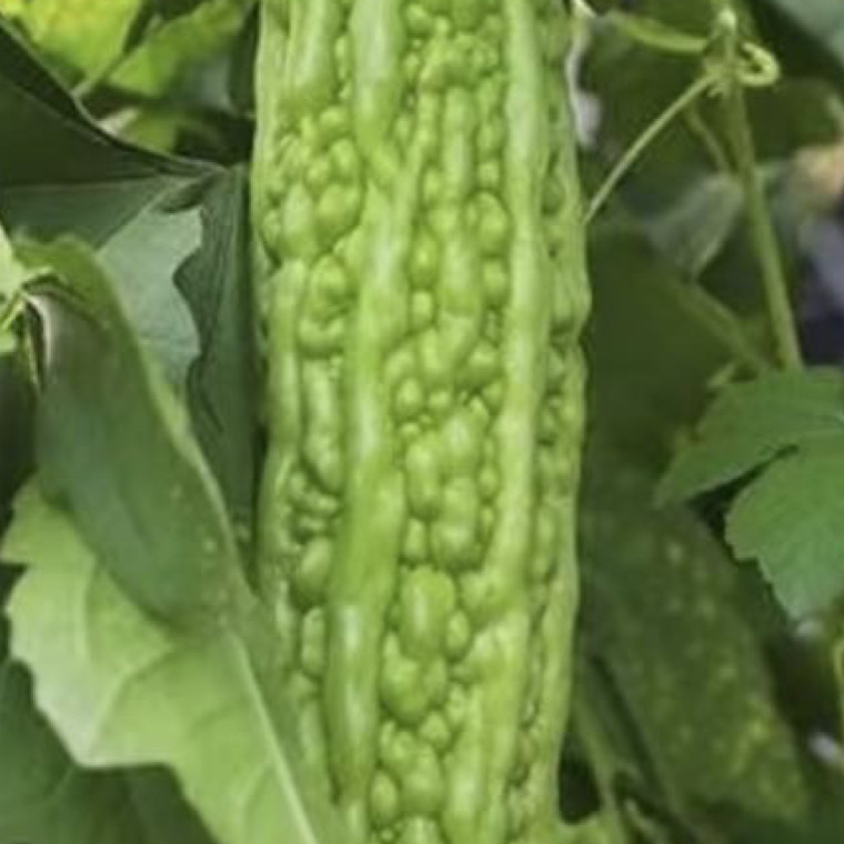 0000sorry我担就这么争气苦瓜种植方法：一、选种与催芽：选择饱满、无病虫