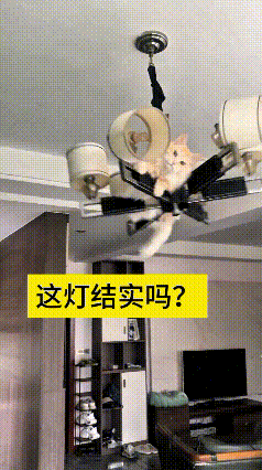 看到这个视频真是为它捏把汗！这猫“噌”一下就蹦到吊扇灯上，在上面来回晃悠。你说这