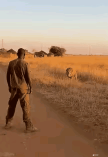 这是拿捏住的狮子的习性，知道怎么搞怪才能正式的住狮子，可见两脚兽在狮子面前还是没