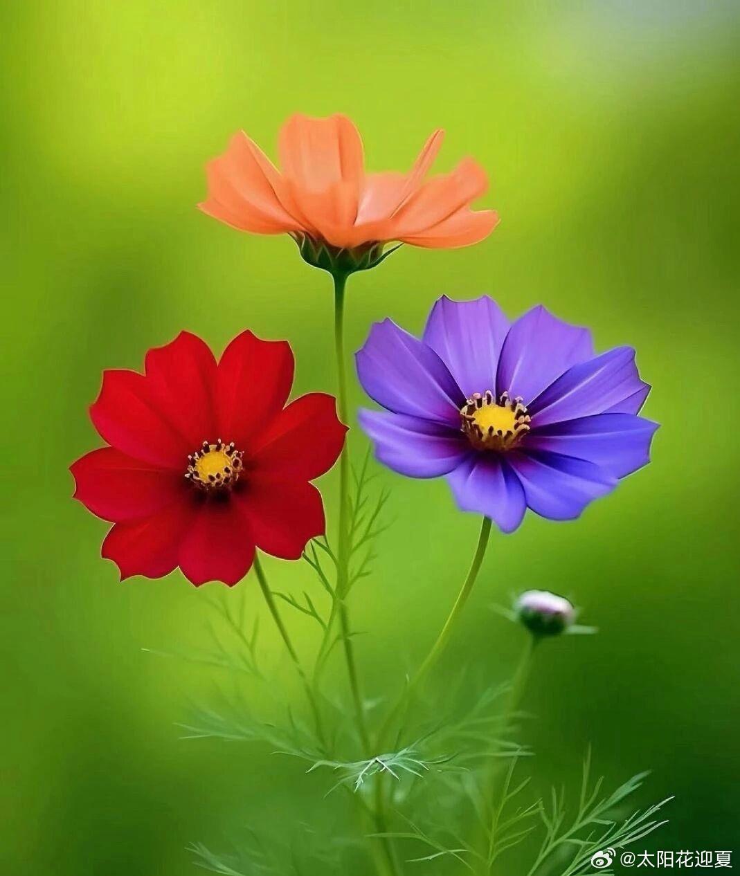 风遇花开，色彩漫入眼眸～​​​