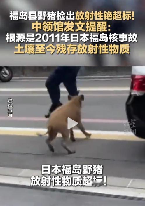 15年了，福岛核污染仍在蔓延，3头野猪铯超标，中国领事馆发布提醒。4月