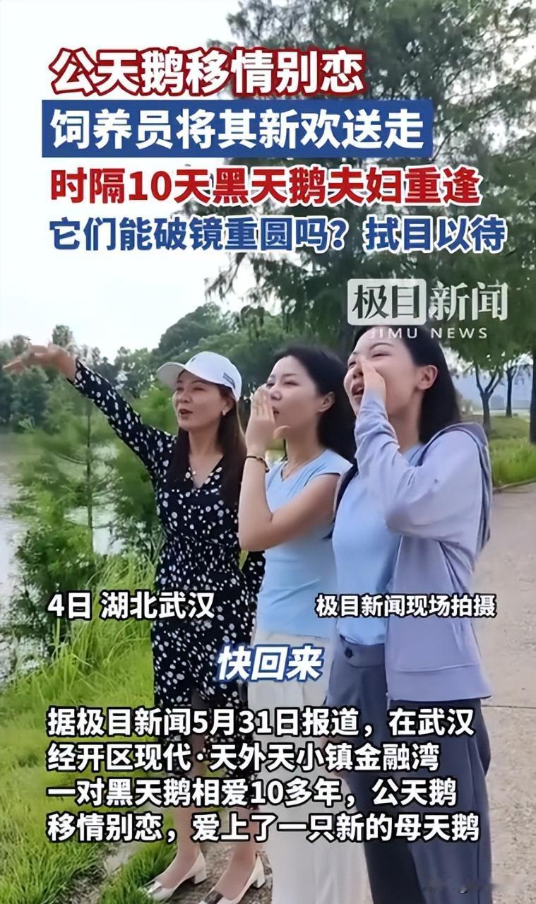 “万物皆有灵！”湖北武汉，一只公天鹅和一只母天鹅相爱10多年，谁料，公天鹅突然移