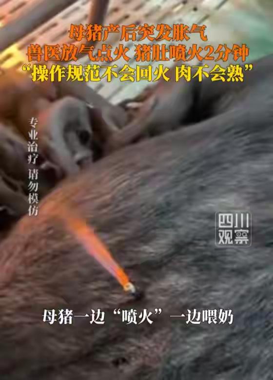 “都是活儿，学去吧~”母猪产后胀气兽医过来扎针放气点火，这一瞬间好像在演魔术：母