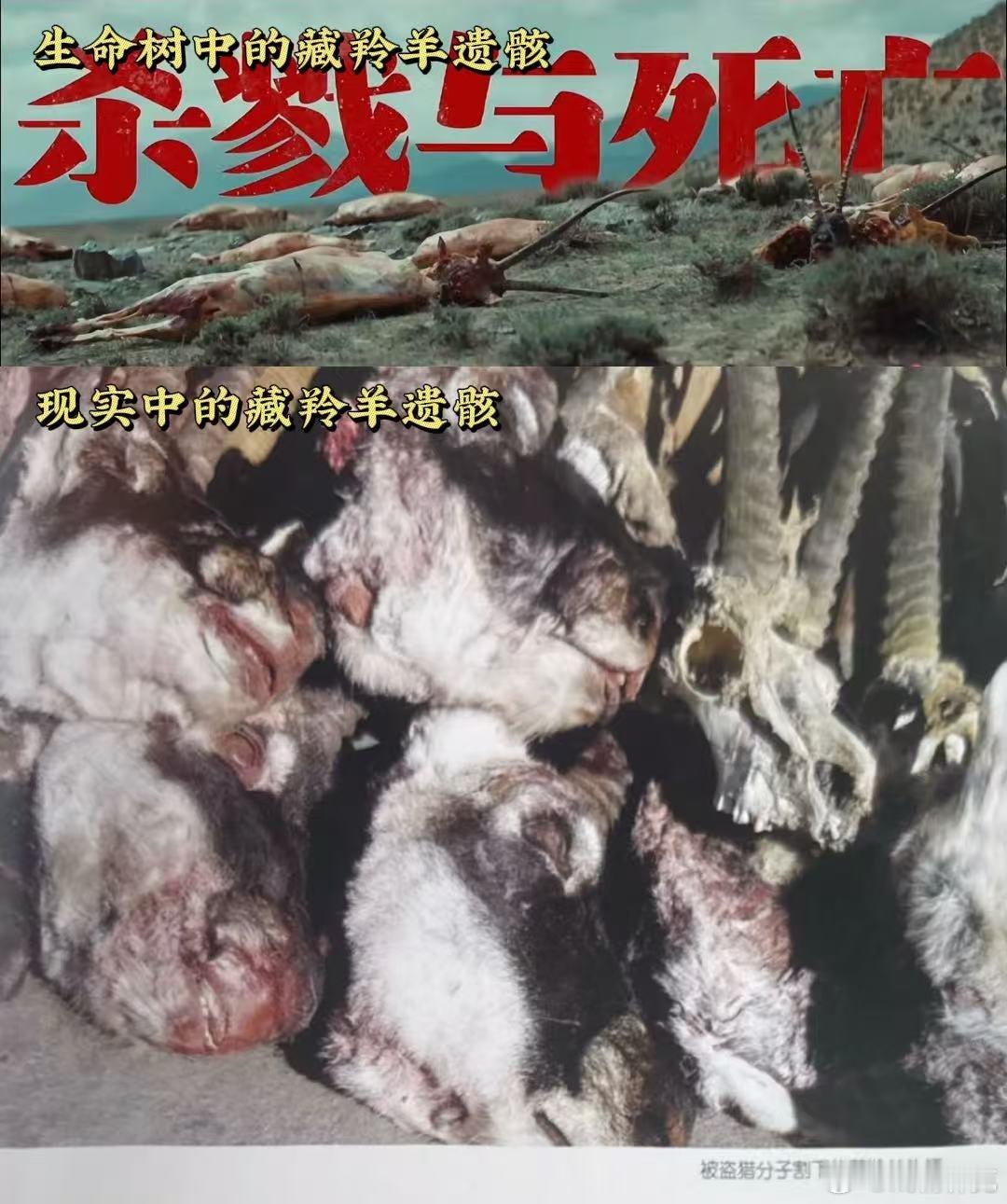 生命树《生命树》讲的本来就是真实发生过的故事，并非凭空创作，有原型后人提供的真