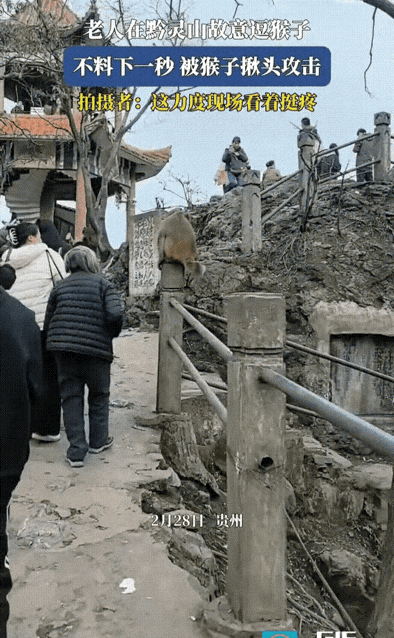 手欠习惯了，这下遇到手更欠的了。所以说没事真的不要去逗猴子。