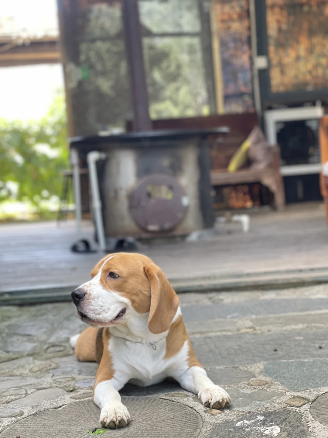 小比的大嘴筒子🐶爱了爱了